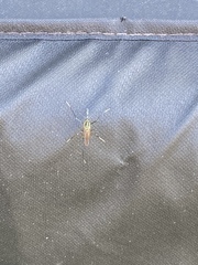 Toxorhynchites rutilus septentrionalis
