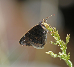 Cogia caicus