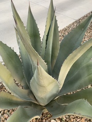 Agave