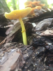 Pluteus mammillatus