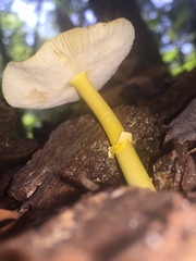 Pluteus mammillatus