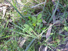 Sambucus gaudichaudiana