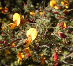 Pultenaea tenuifolia