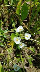 Sagittaria platyphylla