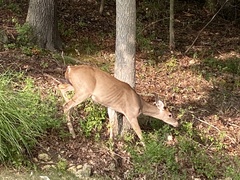Odocoileus virginianus macrourus
