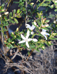 Philotheca hispidula