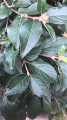 Viburnum rhytidophyllum