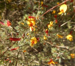 Pultenaea tenuifolia