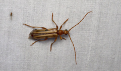Ortholeptura valida
