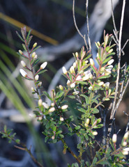 Philotheca hispidula