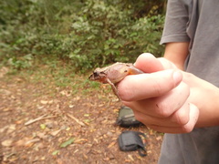 Ischnocnema henselii