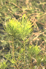 Acacia enterocarpa