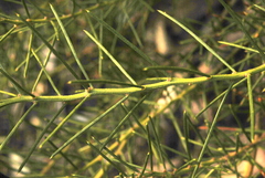 Acacia enterocarpa
