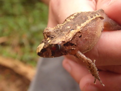 Ischnocnema henselii