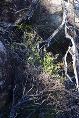 Philotheca hispidula