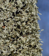 Xanthorrhoea concava