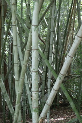 Phyllostachys nigra