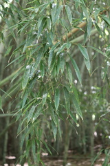 Phyllostachys nigra