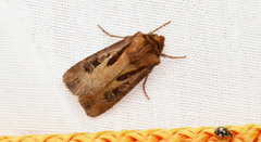 Agrotis vancouverensis