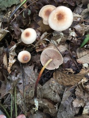 Marasmius cohaerens lachnophyllus