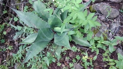 Agave asperrima