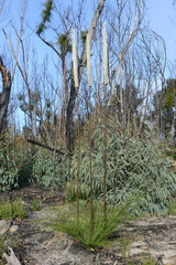 Xanthorrhoea concava
