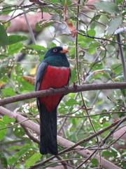 Trogon mesurus