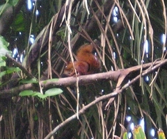 Sciurus spadiceus