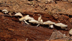 Lepiota phaeosticta