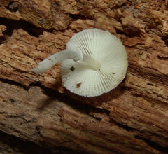 Lepiota phaeosticta