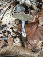Calocybe