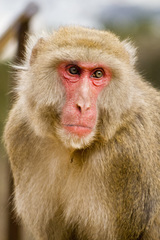 Macaca fuscata fuscata