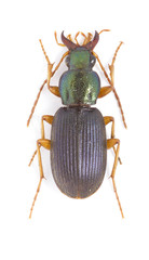 Chlaenius pusillus