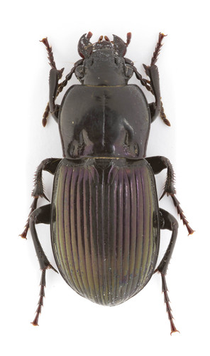 Myas cyanescens