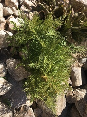 Cryptogramma cascadensis