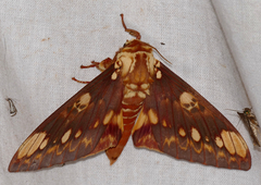 Citheronia hamifera