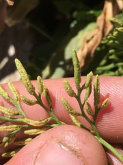 Cryptogramma cascadensis