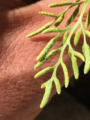 Cryptogramma cascadensis