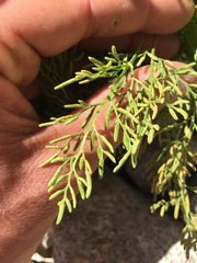 Cryptogramma cascadensis