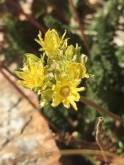 Ivesia gordonii