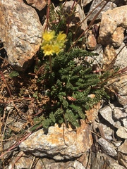Ivesia gordonii