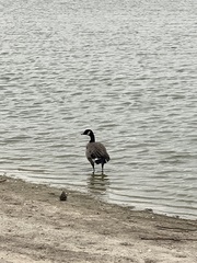 Branta canadensis parvipes