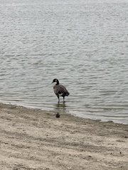 Branta canadensis parvipes