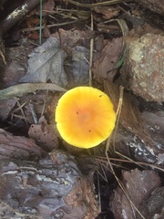 Pluteus mammillatus