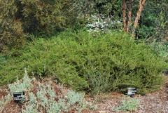 Acacia glandulicarpa