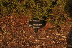 Acacia glandulicarpa