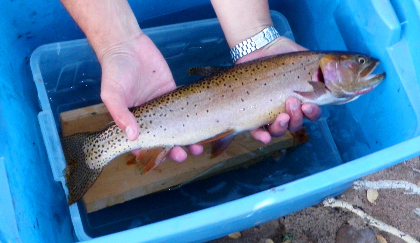 bonneville cutthroat trout