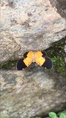 Heterusia