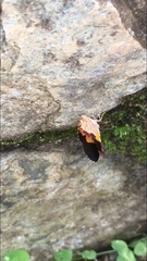 Heterusia