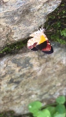 Heterusia